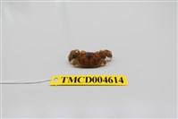 藏品(悅目大眼蟹)的圖片